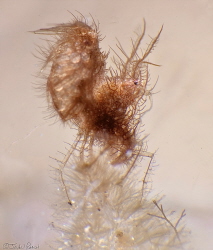 Hair shrimp with eggs Nikon D850 105mm noodle lab wet SMC by John Roach 